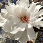 New Beginnings star magnolia blossom macro 150x150 - New Beginnings