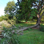 Structural Pruning structural pruning defective branch failure 150x150 - Structural Pruning