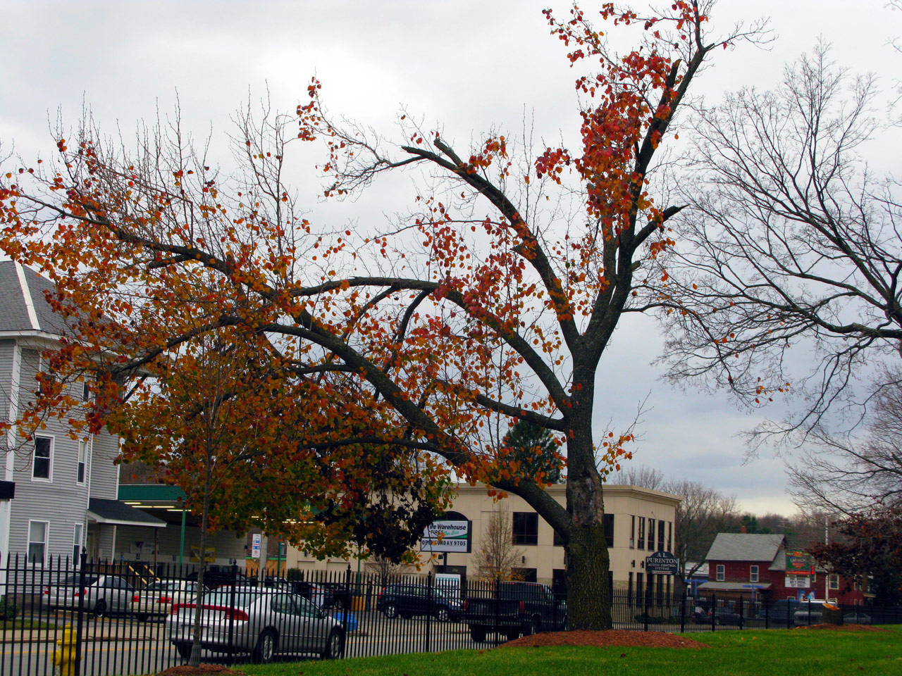 An unbalanced crown, with branches dominating one side, poses a serious risk to people and property. This issue could have been prevented with structural pruning.
