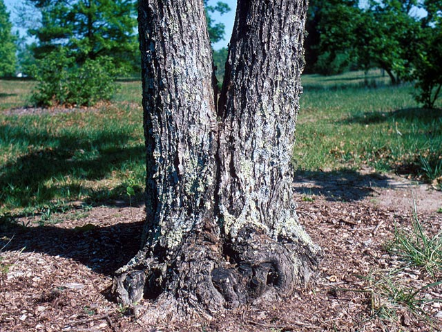The "v" shape of a codominant stem is a common place for a failure to occur. Explore photos of structural defects in trees, which may predispose them to failure - even under normal weather conditions.