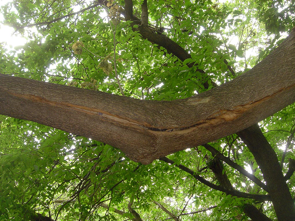 why trees fall tree advice tree topics example of weakness