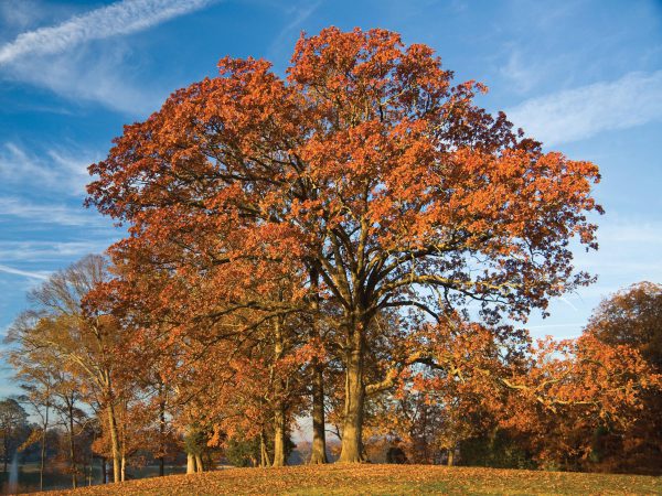 Texas Post Oak « Tree Species « Tree Topics