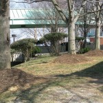 Five Common Tree Care Mistakes on Commercial Properties too much mulch 150x150 - Five Common Tree Care Mistakes on Commercial Properties