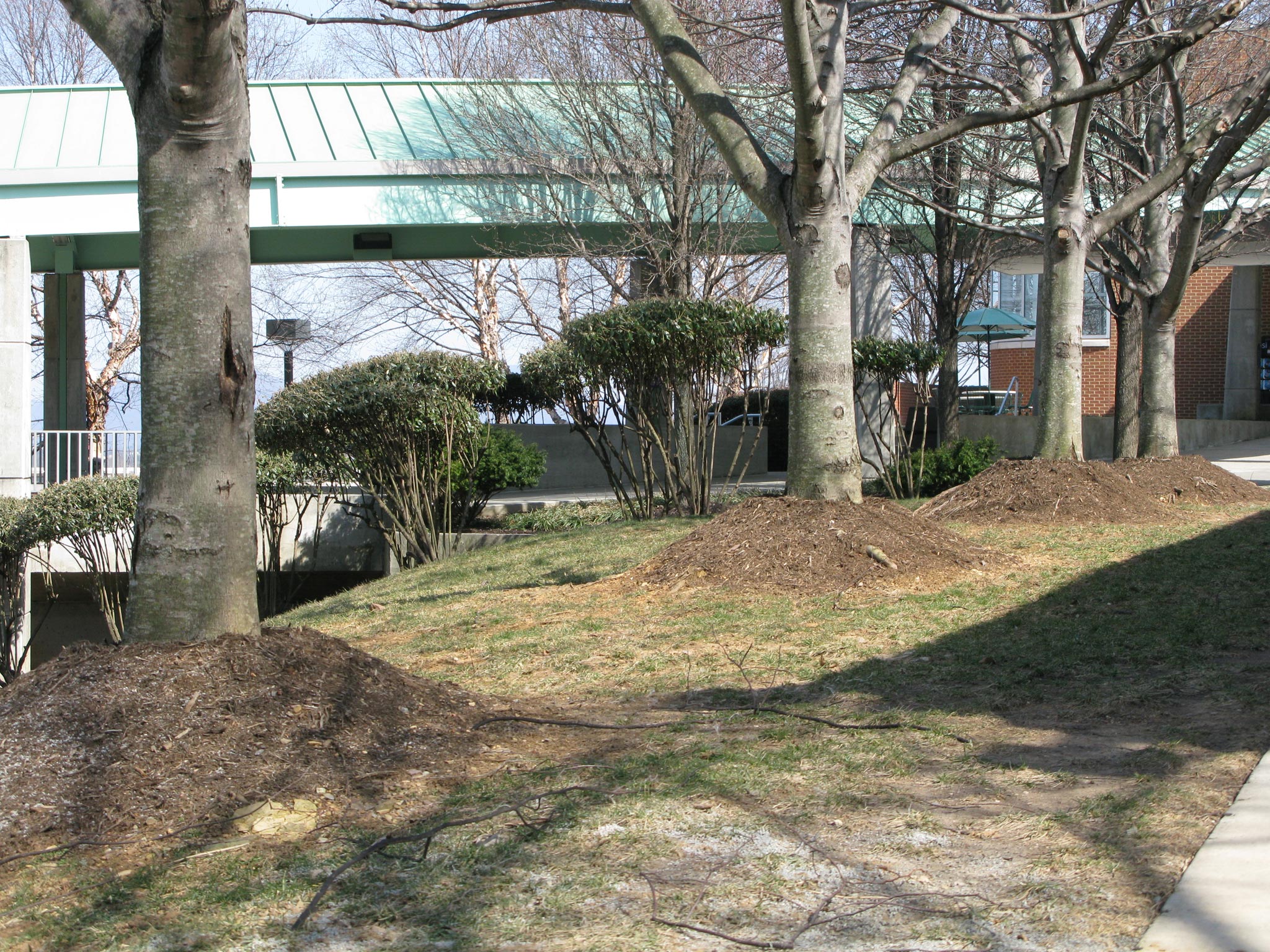 While some people believe large piles of mulch against the tree trunk are aesthetically pleasing, they are actually a threat to tree health.