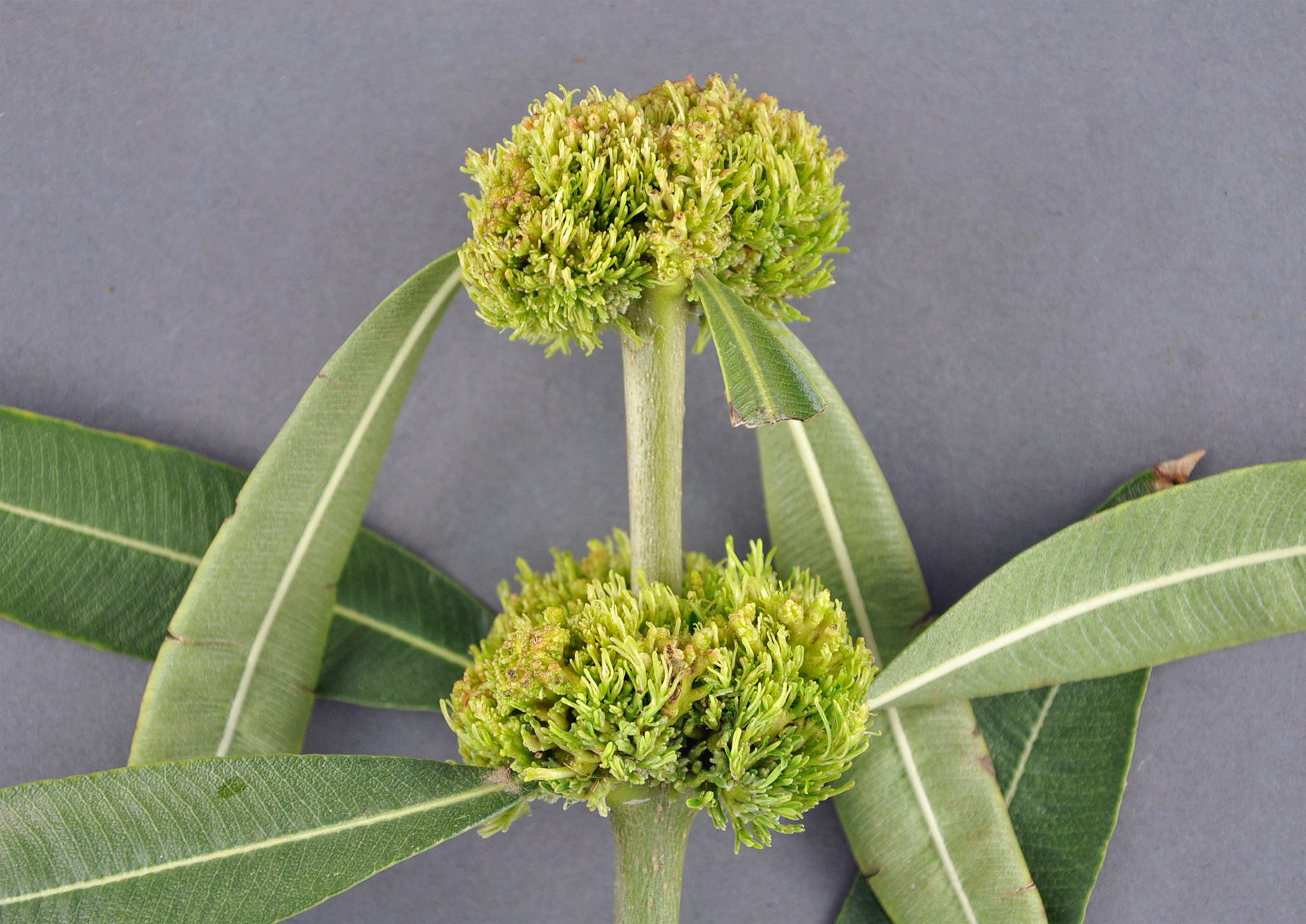 Abnormal ‘tufted’ growth is a typical symptom when imazapyr or imazapic are absorbed by a plant’s root system.