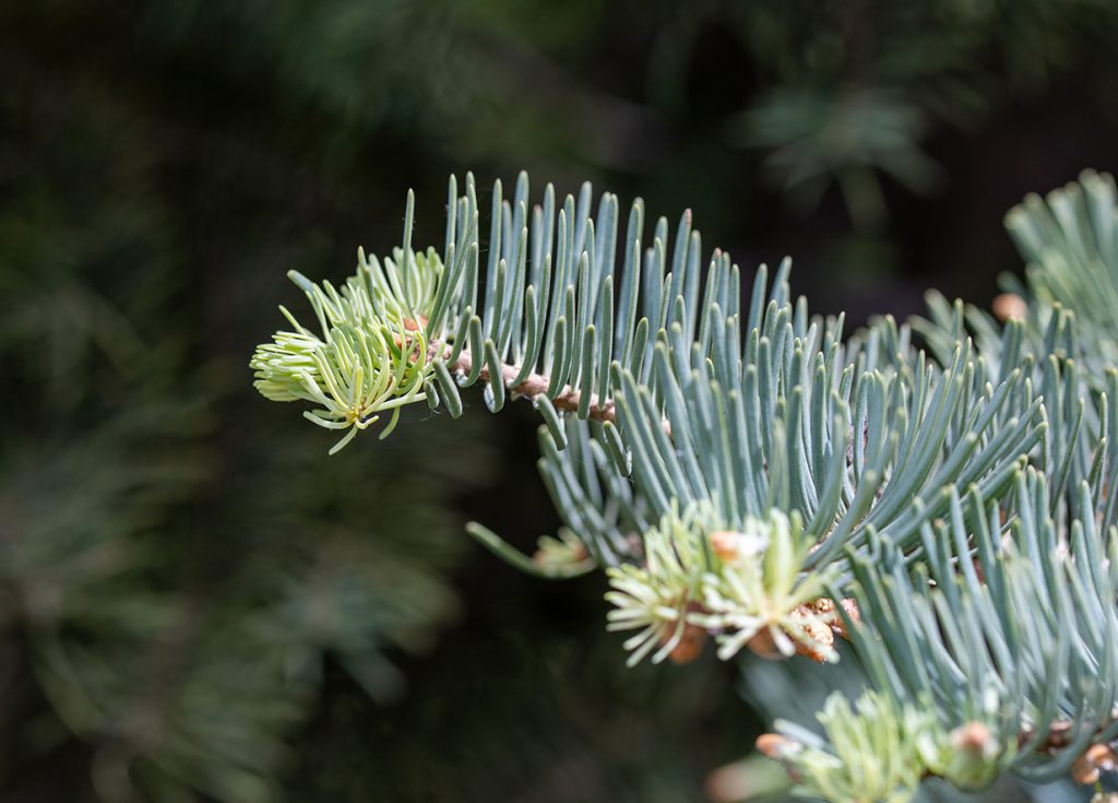 foliage of white fir