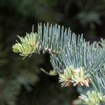 foliage of white fir