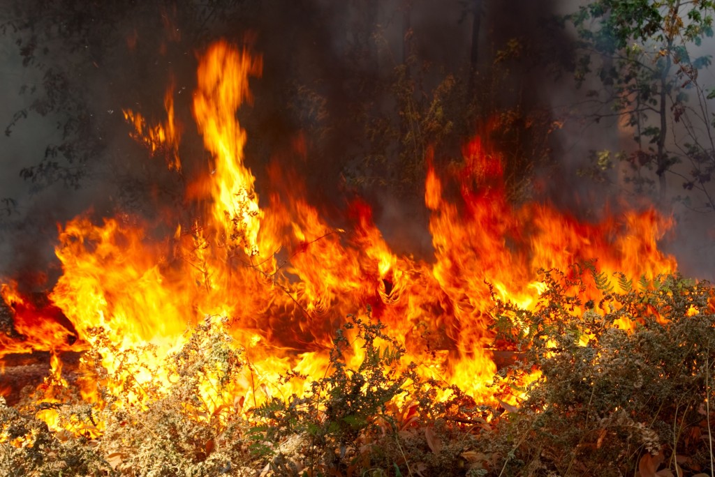 wildfire 1024x684 - Reducing Vulnerability to Wildfires wildfire 1024x684 - Reducing Vulnerability to Wildfires
