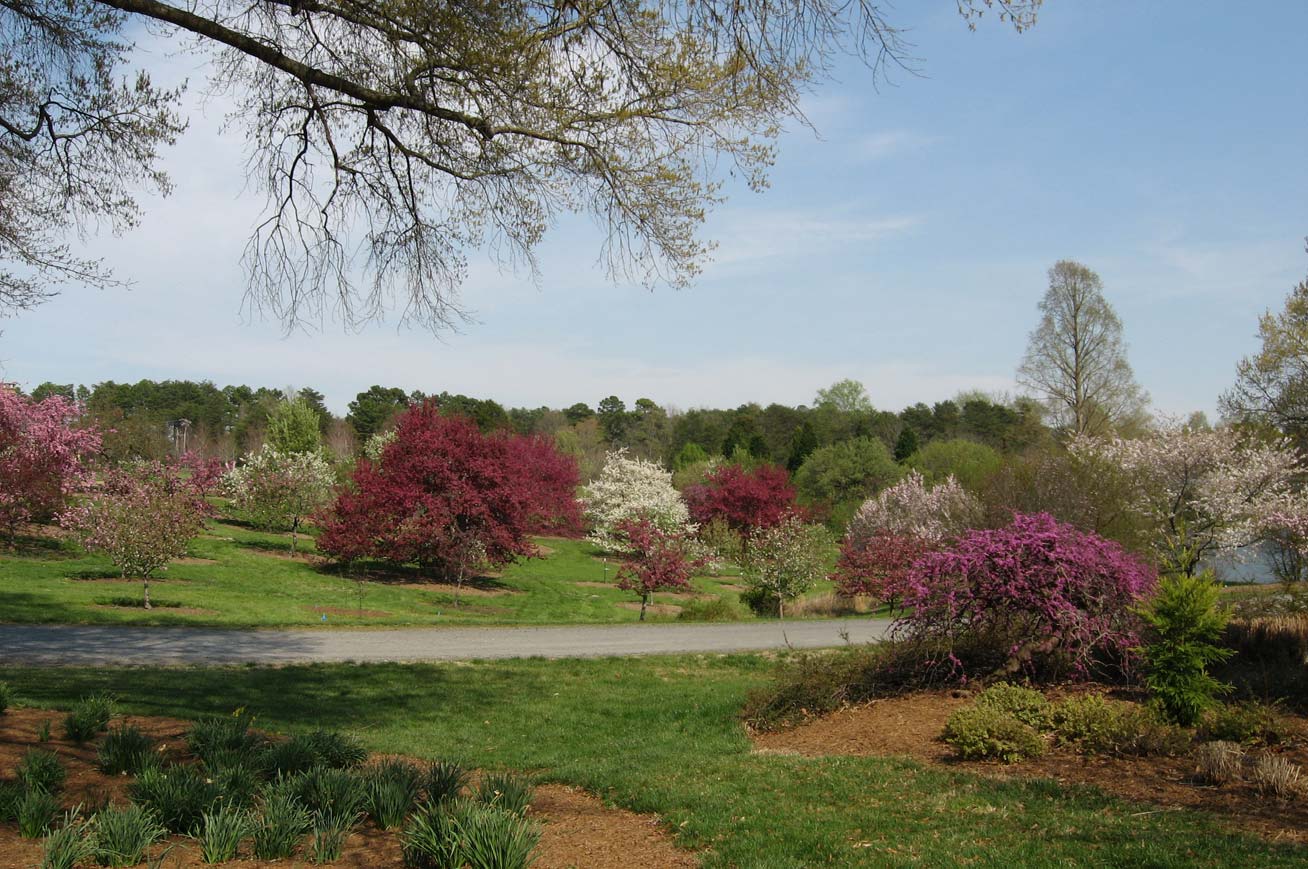 Crabapple collection