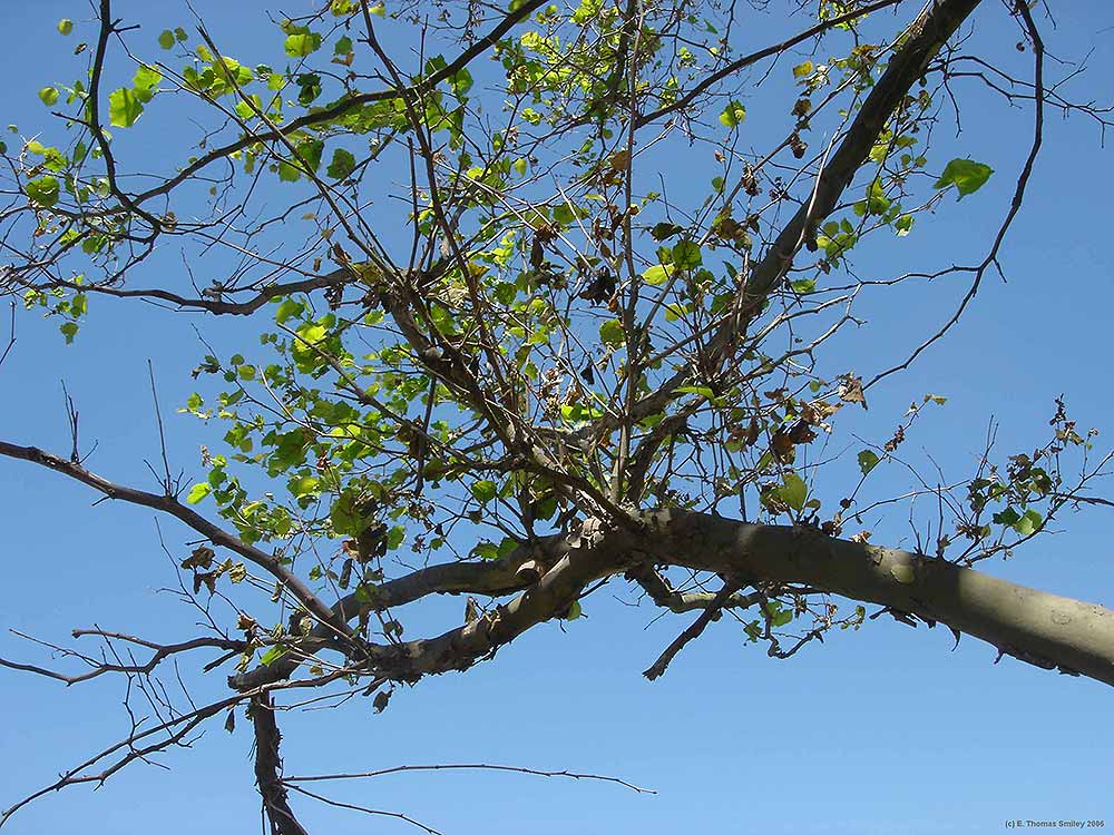 Leaf browning and witches' brooms on a sycamore infected with anthracnose.