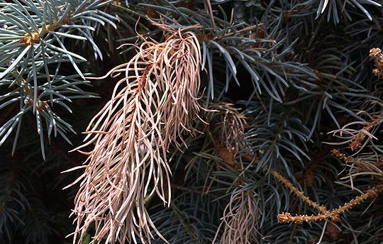 Dead new growth on spruce.