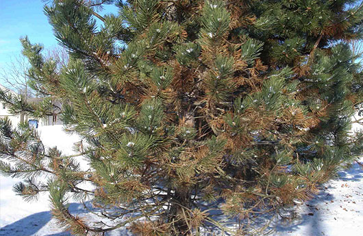 Discoloration of two-year old needles on an Austrian pine.