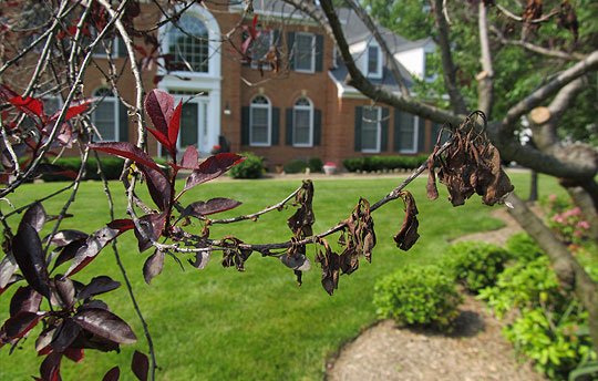 fire blight on branch