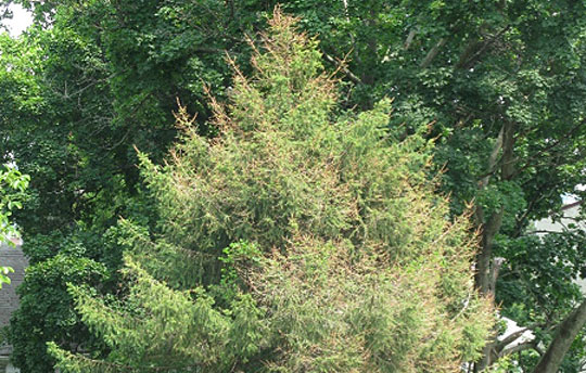 Tree diseases