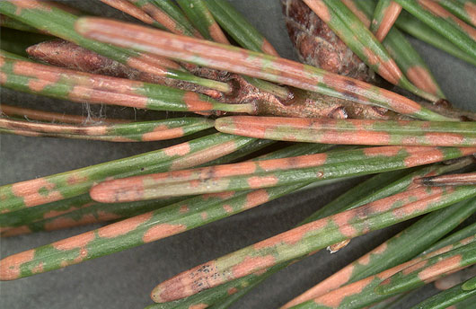 Non-uniform discoloration of Douglas-fir needles.