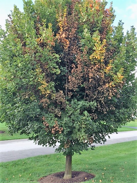 Tree diseases