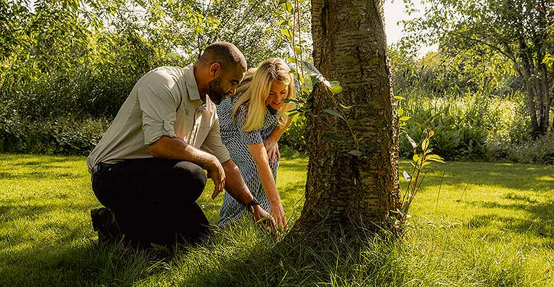 Summer is an ideal time to assess the health of your trees and shrubs