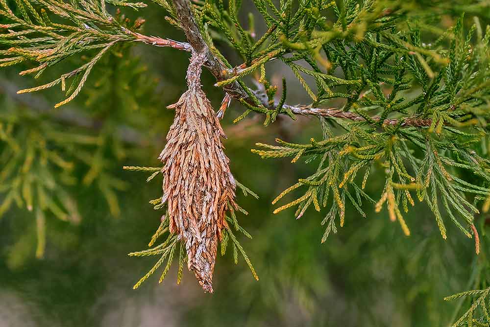 The bagworm, a serious defoliating pest