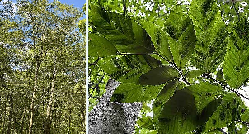 Beech leaf disease