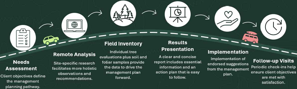 Commercial Tree Tips Winter 2025: A comprehensive process to guide