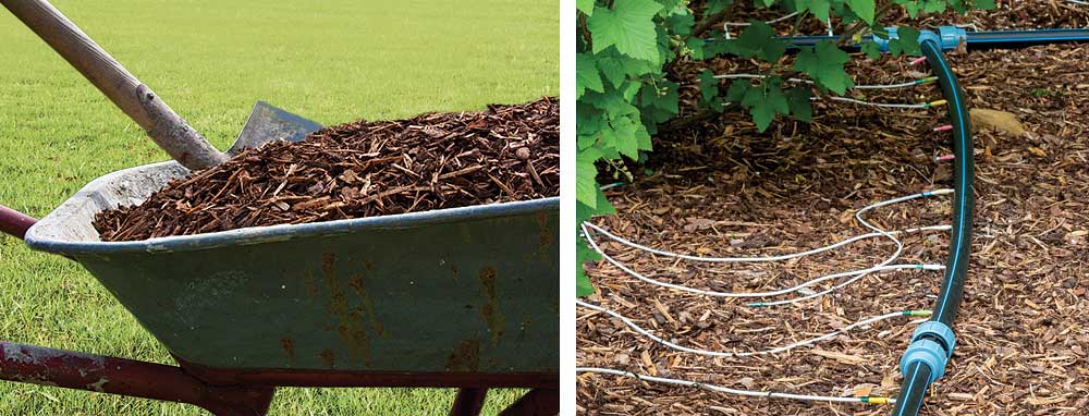 Protecting trees during summer drought