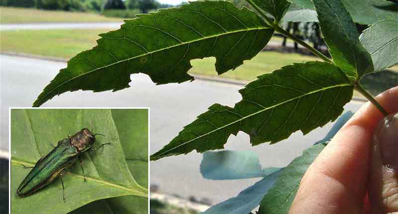 Emerald ash borer