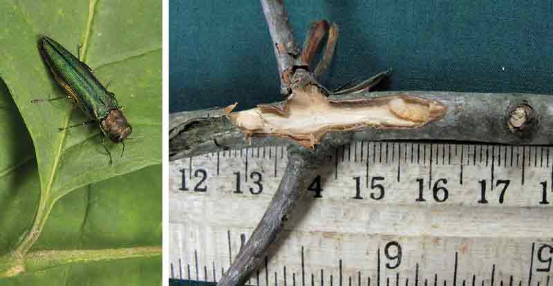 Emerald ash borer