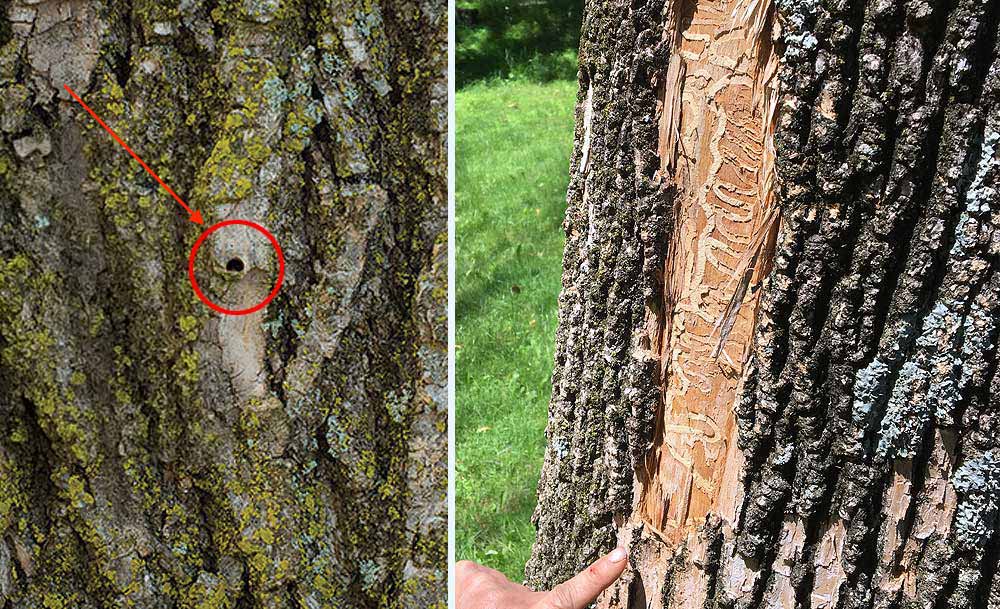 Emerald ash borer