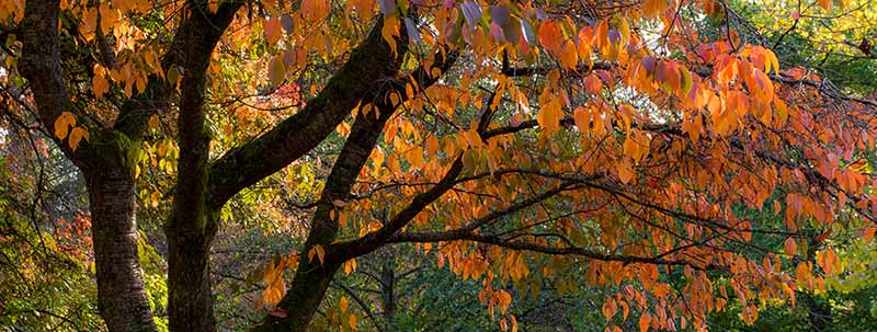 Mature trees – why assess annually?