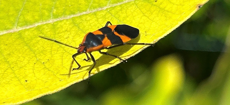 Large milkweed bug