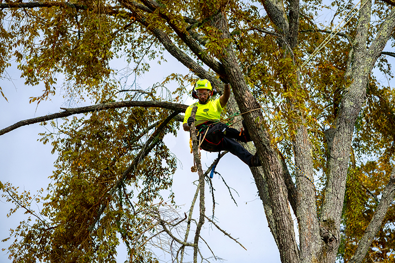 Fall pruning