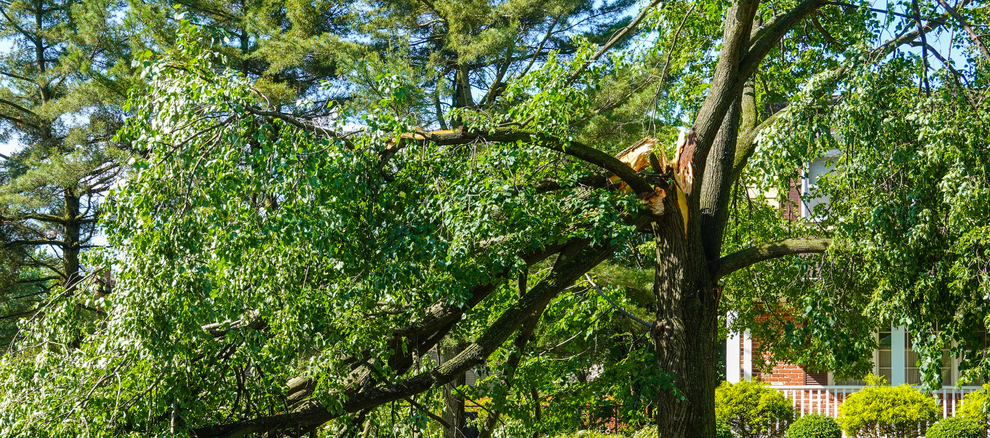 Tree biomechanics – the intersection of biology and engineering