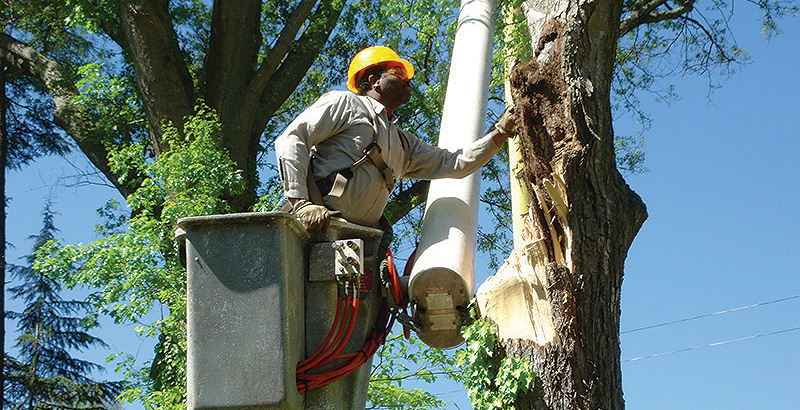 Tree biomechanics – the intersection of biology and engineering