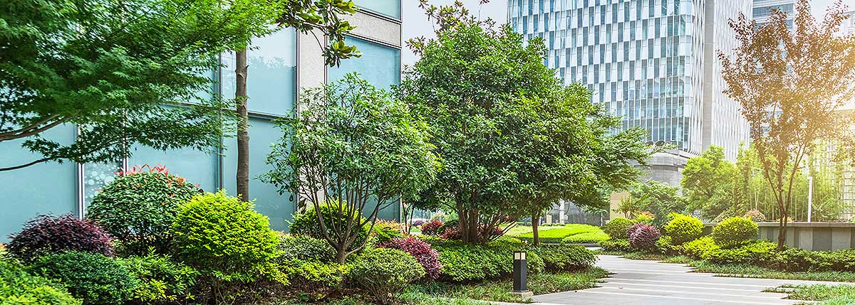 Spring tree care tips for managed landscapes