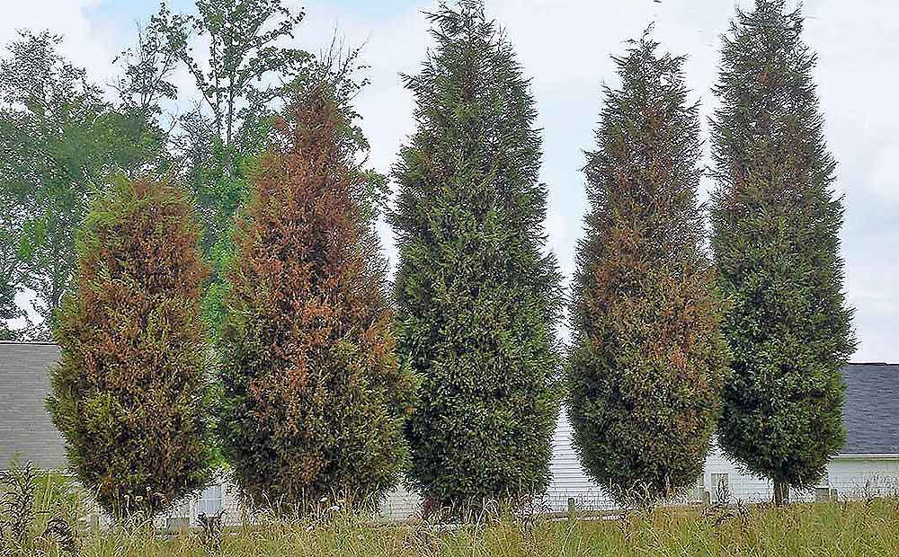 The bagworm, a serious defoliating pest
