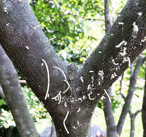 Sawdust frass from ambrosia beetles