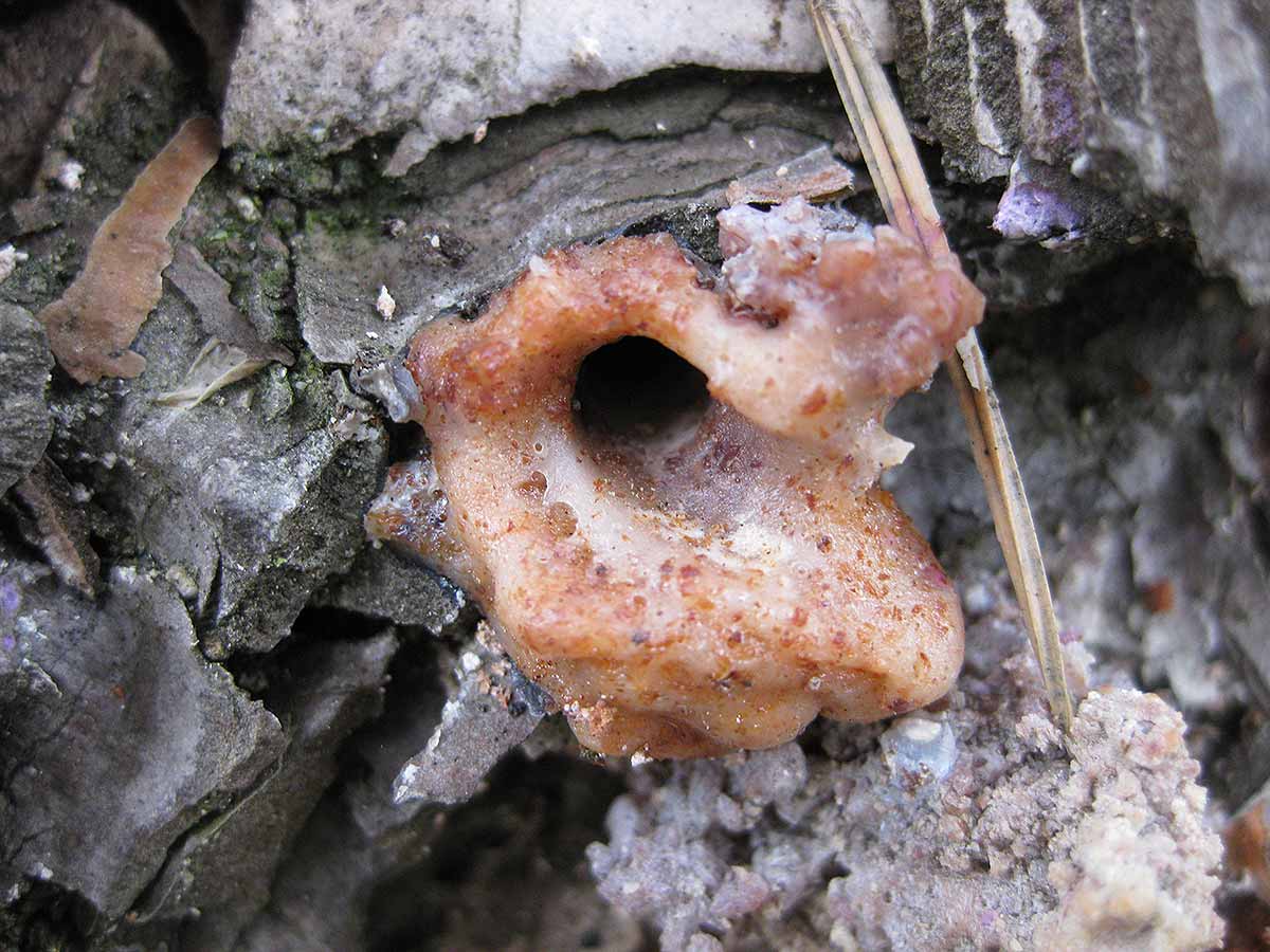 Bark beetle emergence holes in a tree trunk