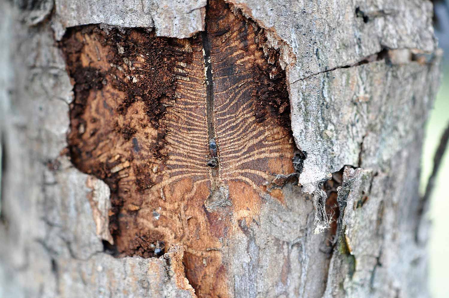 Bark Beetles | Resources | Bartlett Tree Experts