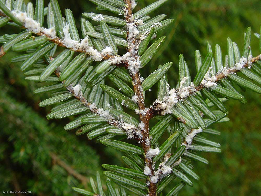 Hemlock woolly adelgid on a hemlock branch