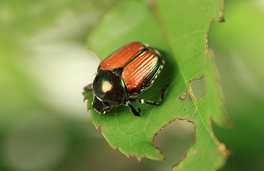 Closeup of a Japanese beetle