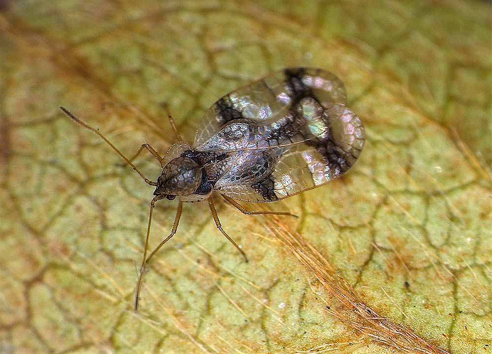 Insects and pests