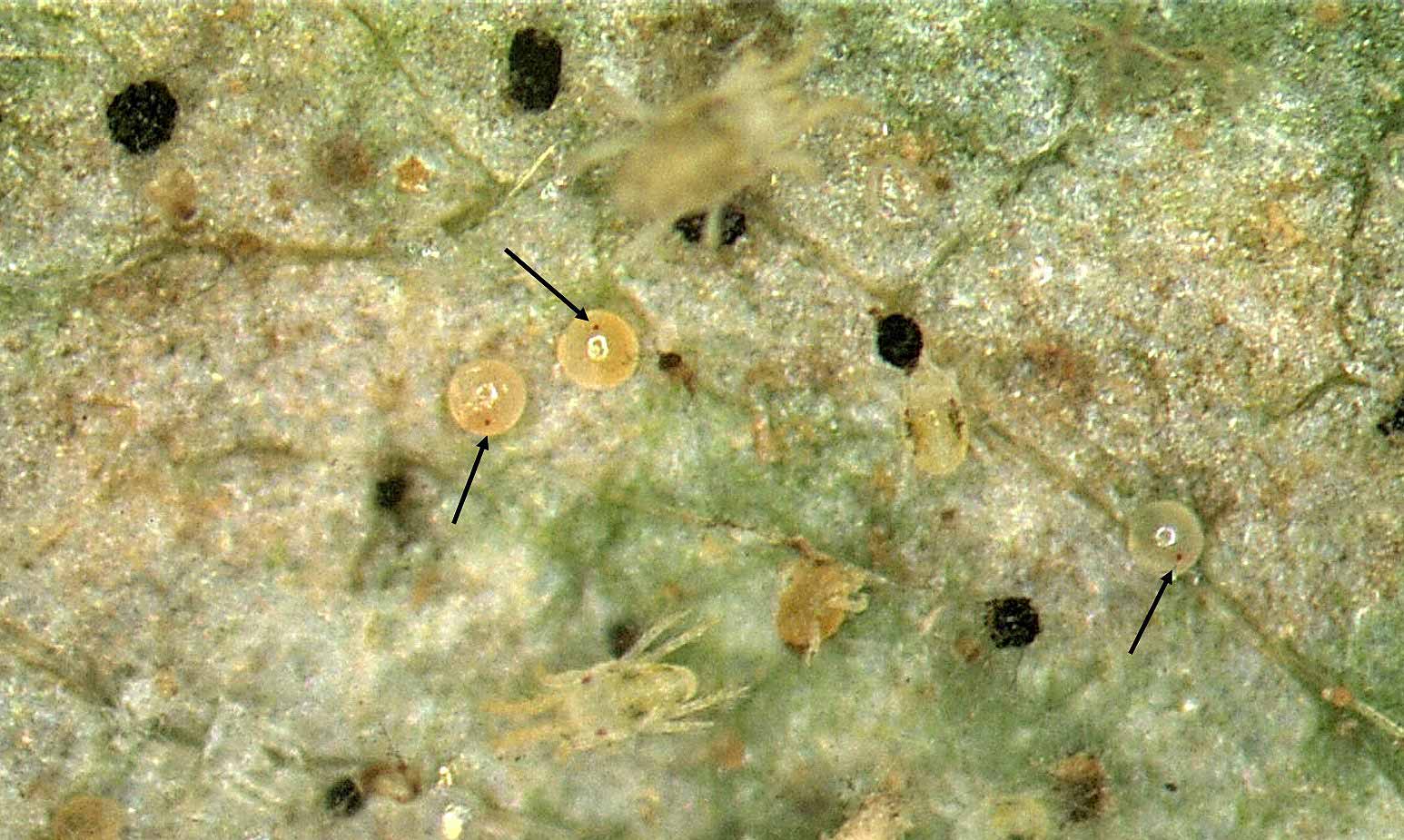Insects and pests