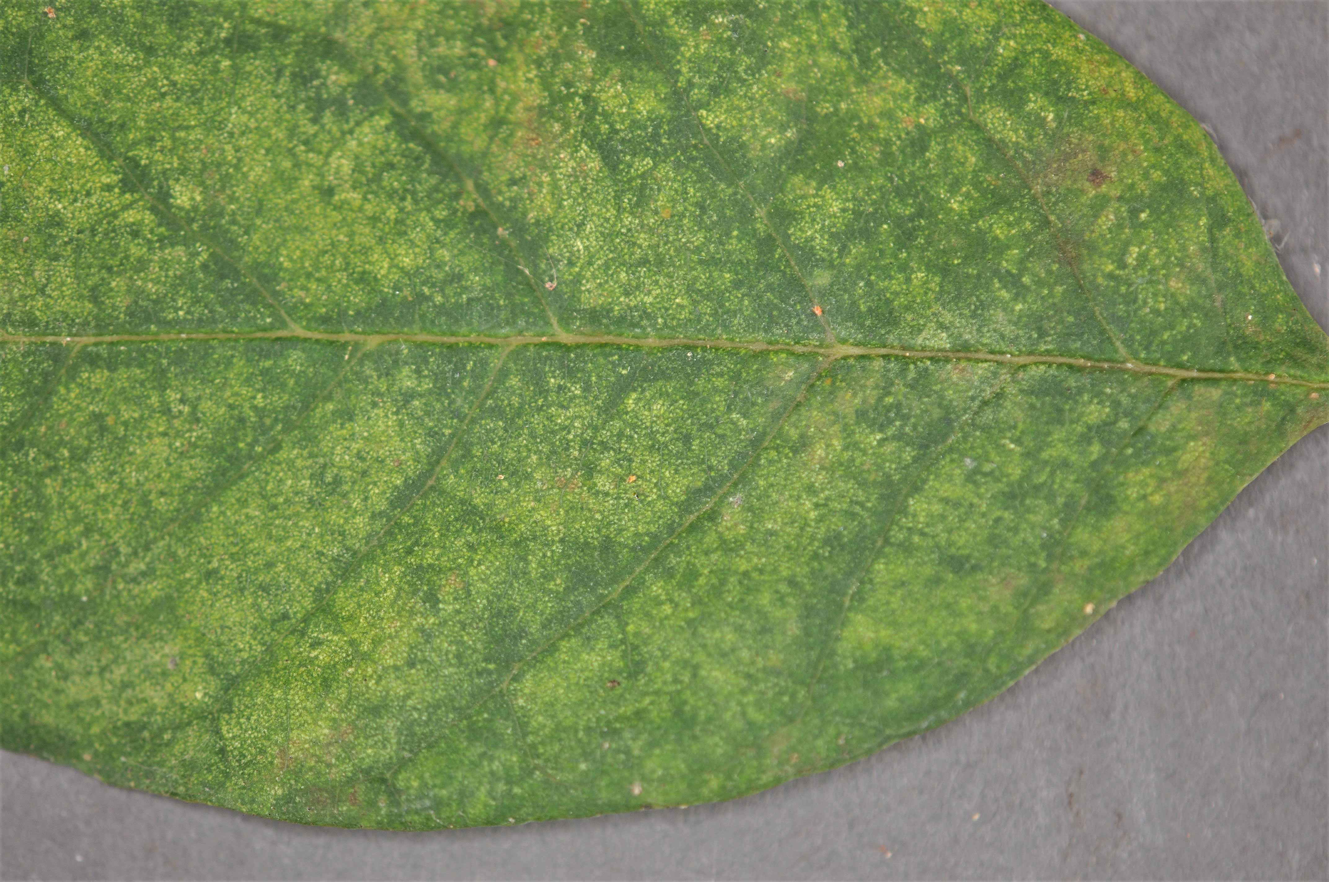Stippling on leaf surface resulting from mite feeding activity.