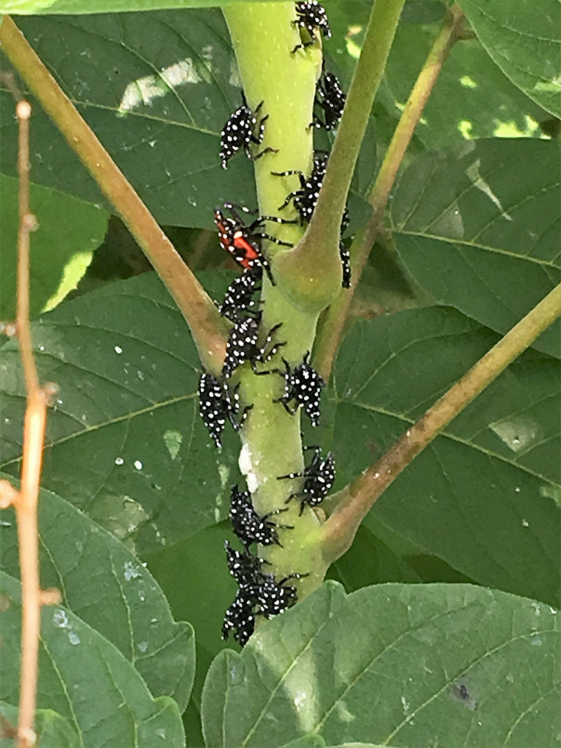 A grouping of young lanternflies on a leaf.
