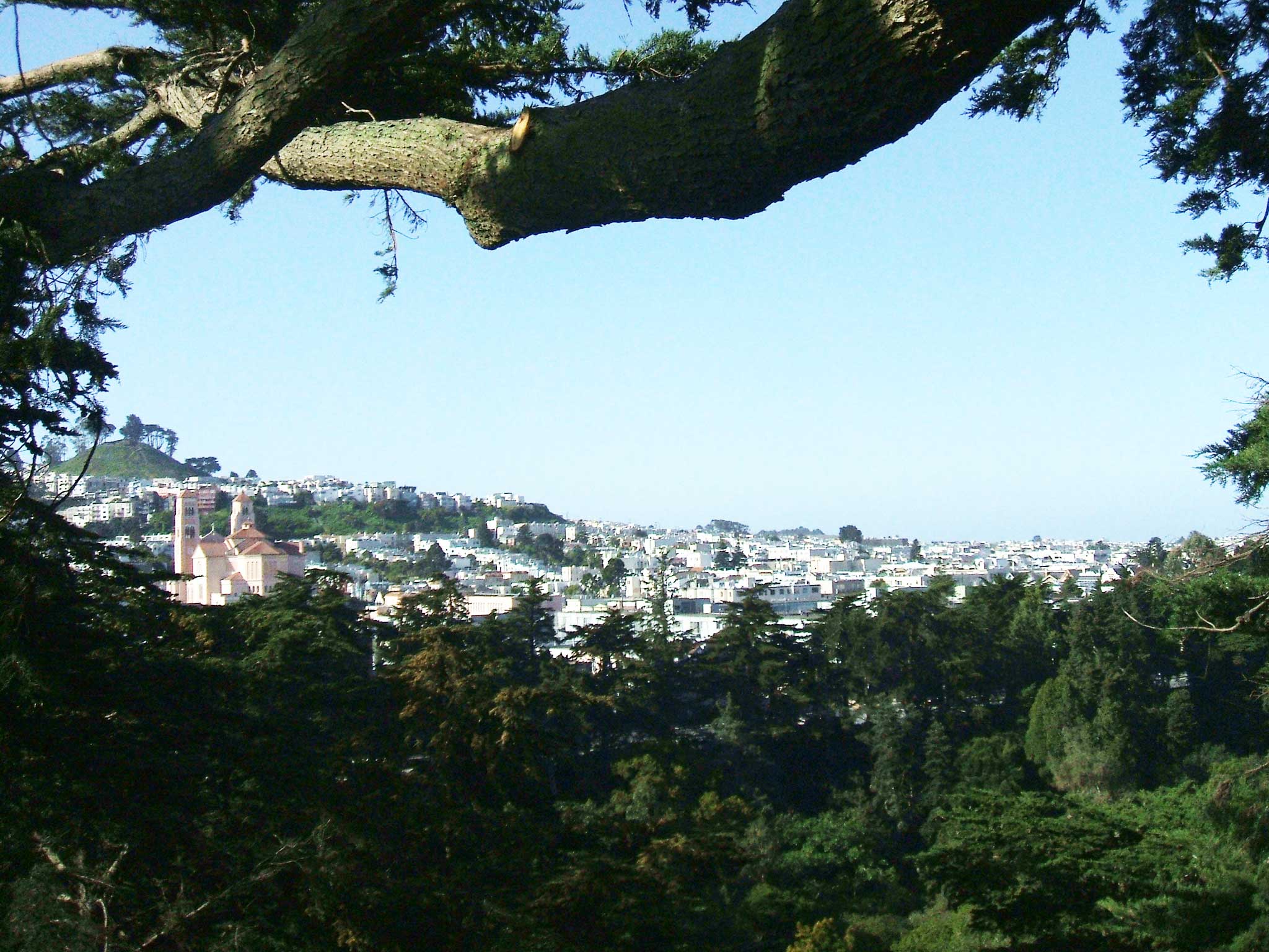 San Francisco Botanical Garden tree risk assessment