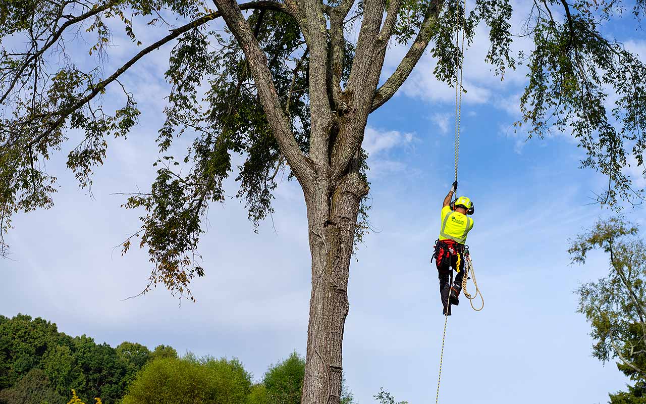 Stillwater Tree Service