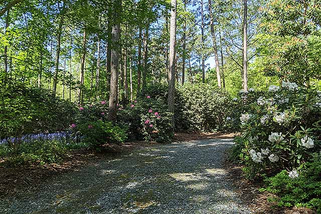 Woodland improvement goals and ideas