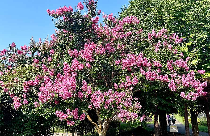Crapemyrtle: Plant health care report