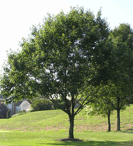 Red Maple