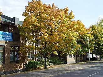 Maple